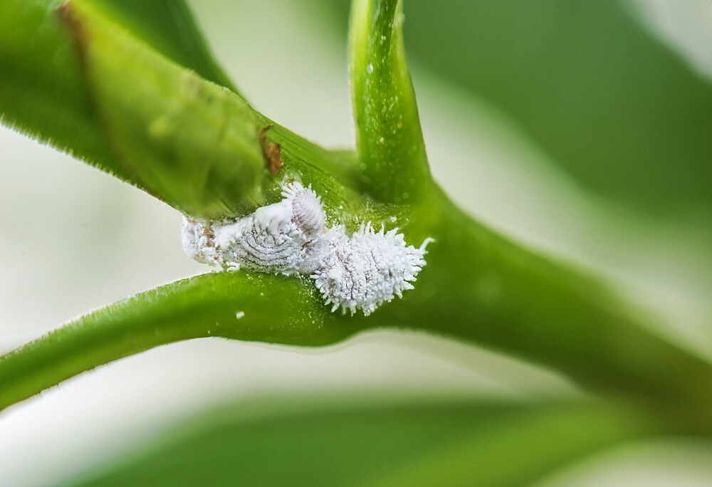 are mealybugs harmful to plants