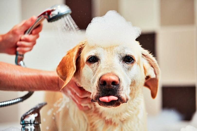 washing-the-dog-this-is-how-the-foam-bath-for-the-four-legged-friend