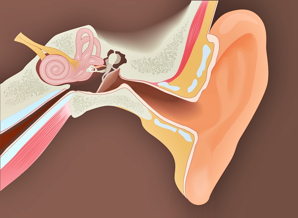 Middle Ear Infection Home Remedies At A Glance