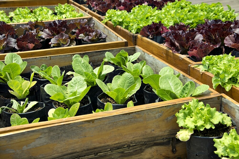 How to Fill Raised Garden Beds: The Best Tips and Tricks