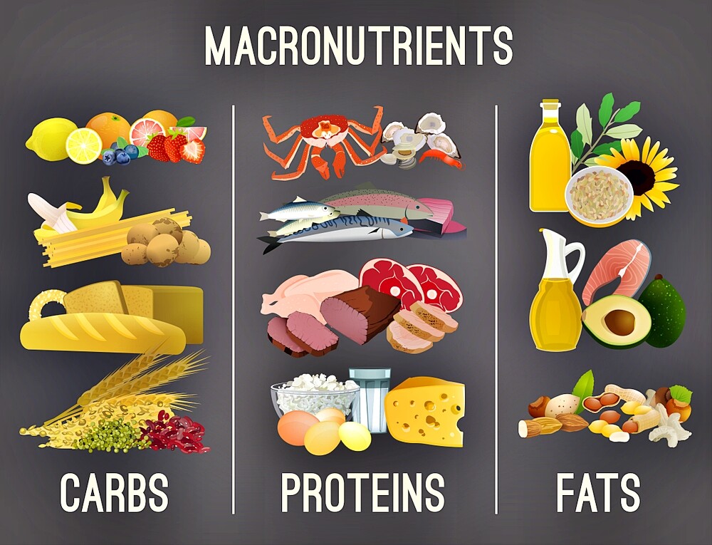  Macronutrients The Basis Of Our Nutrition 