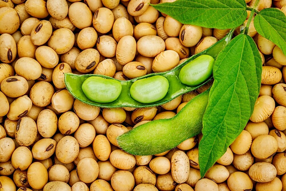 Soy Allergy Symptoms And Treatment Routes